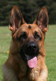 Arex head