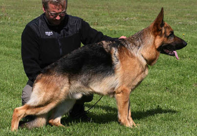 Arex standing