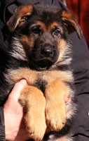 Arex