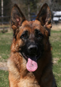 Bax head