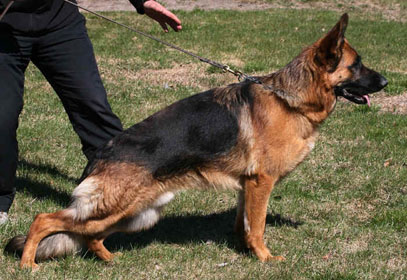 Bax standing