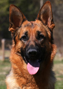 Bosco head