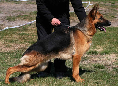 Bosco standing