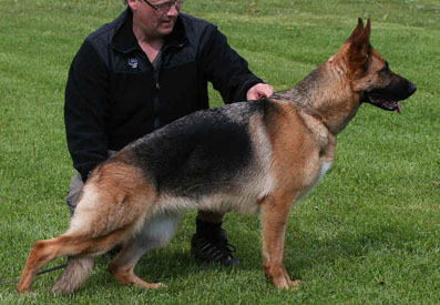 Dexie standing