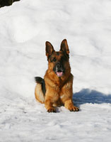Grizzly