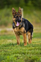 Grizzly progeny 04