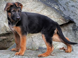 Grizzly progeny 18