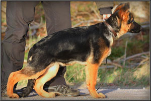 Tosca's Progeny
