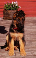 Jello's Progeny