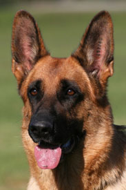 Jessie head