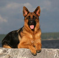 Joleen