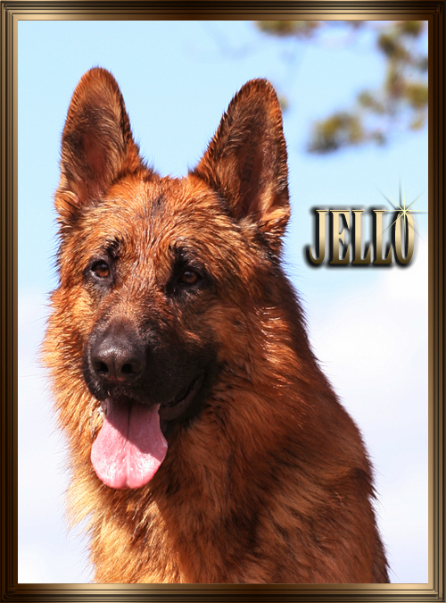 Jello!