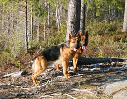 Merlin och Nero