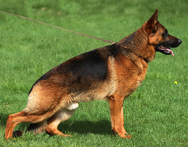 Merlin standing