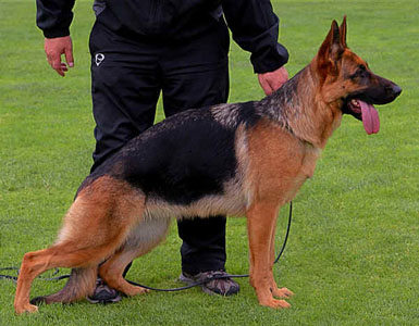 Nixe standing