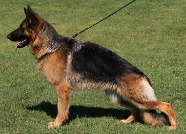 Soffie standing