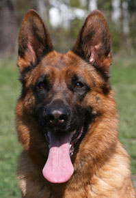 Tosca head