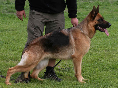 Tosca standing