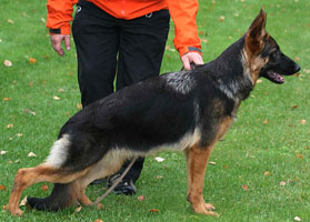 Uxie's Progeny