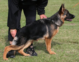 Uxie's Progeny