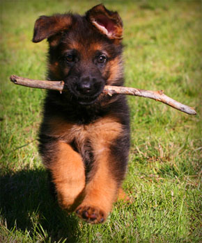Puppy
