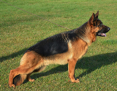 Qverro standing
