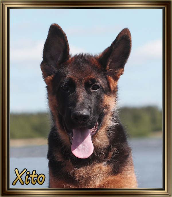 Xito!