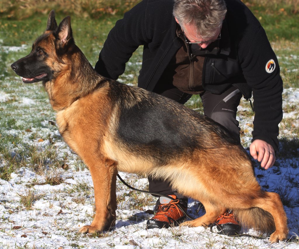 Kennel Quattrogården - Ossie's Gallery