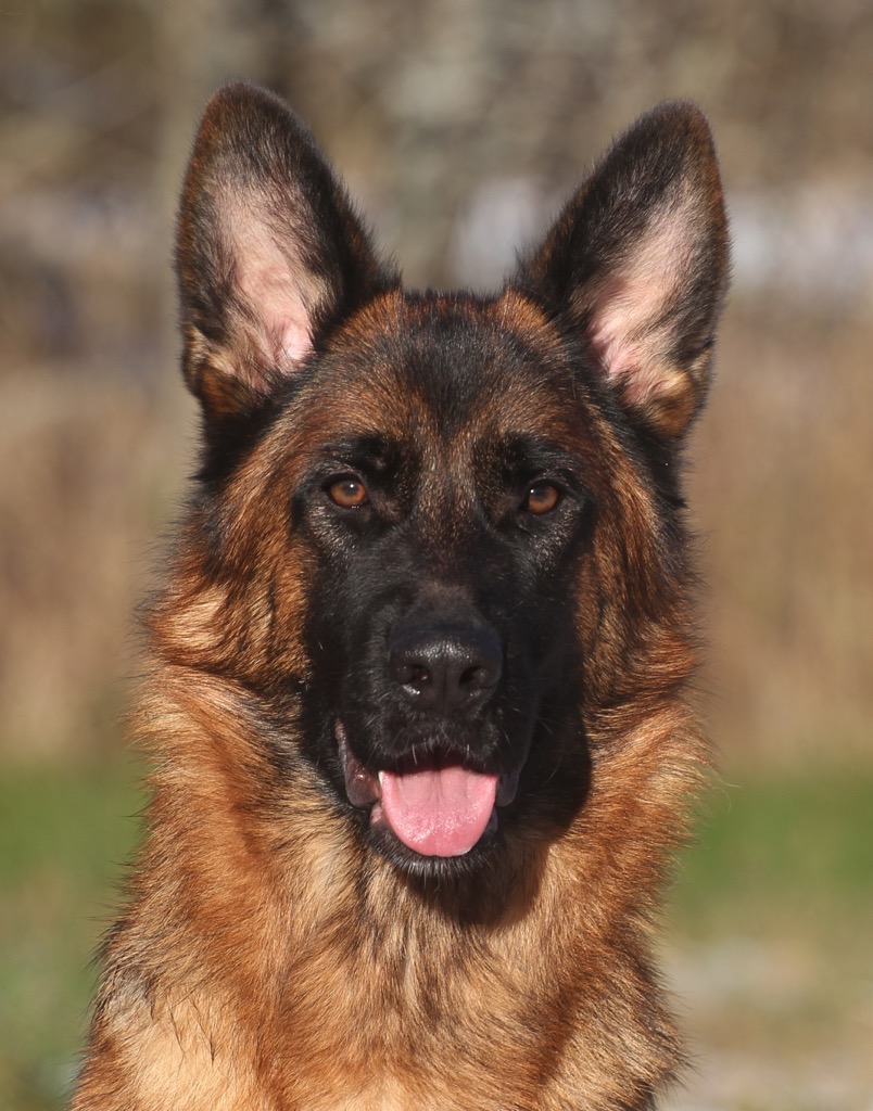 Kennel Quattrogården - Ossie's Gallery