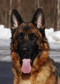 Kennel Quattrogården - Female Dogs