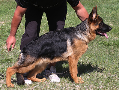 Vilda standing