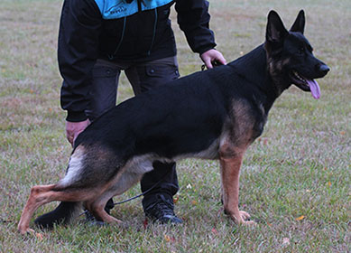 Zappo standing